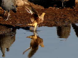 Image of Namaqua Sandgrouse