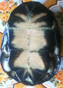 Image of West African mud turtle