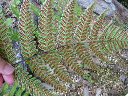 Image de Dryopteris erythrosora (D. C. Eat.) O. Kuntze