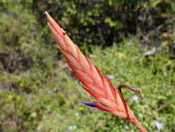 Tillandsia exserta Fernald resmi