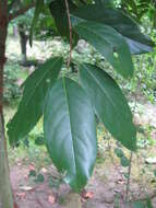 Image de Prunus zippeliana Miq.