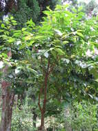 Image de Prunus zippeliana Miq.