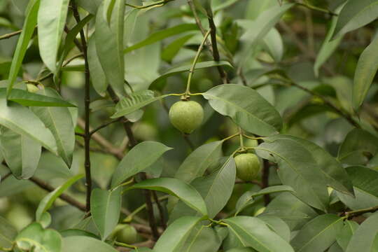 Image of Garcinia hombroniana Pierre