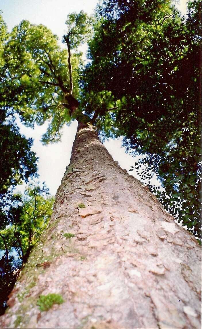 Image of Nothofagus moorei (F. Muell.) Krasser