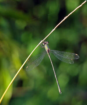 Image of Chalcolestes Kennedy 1920