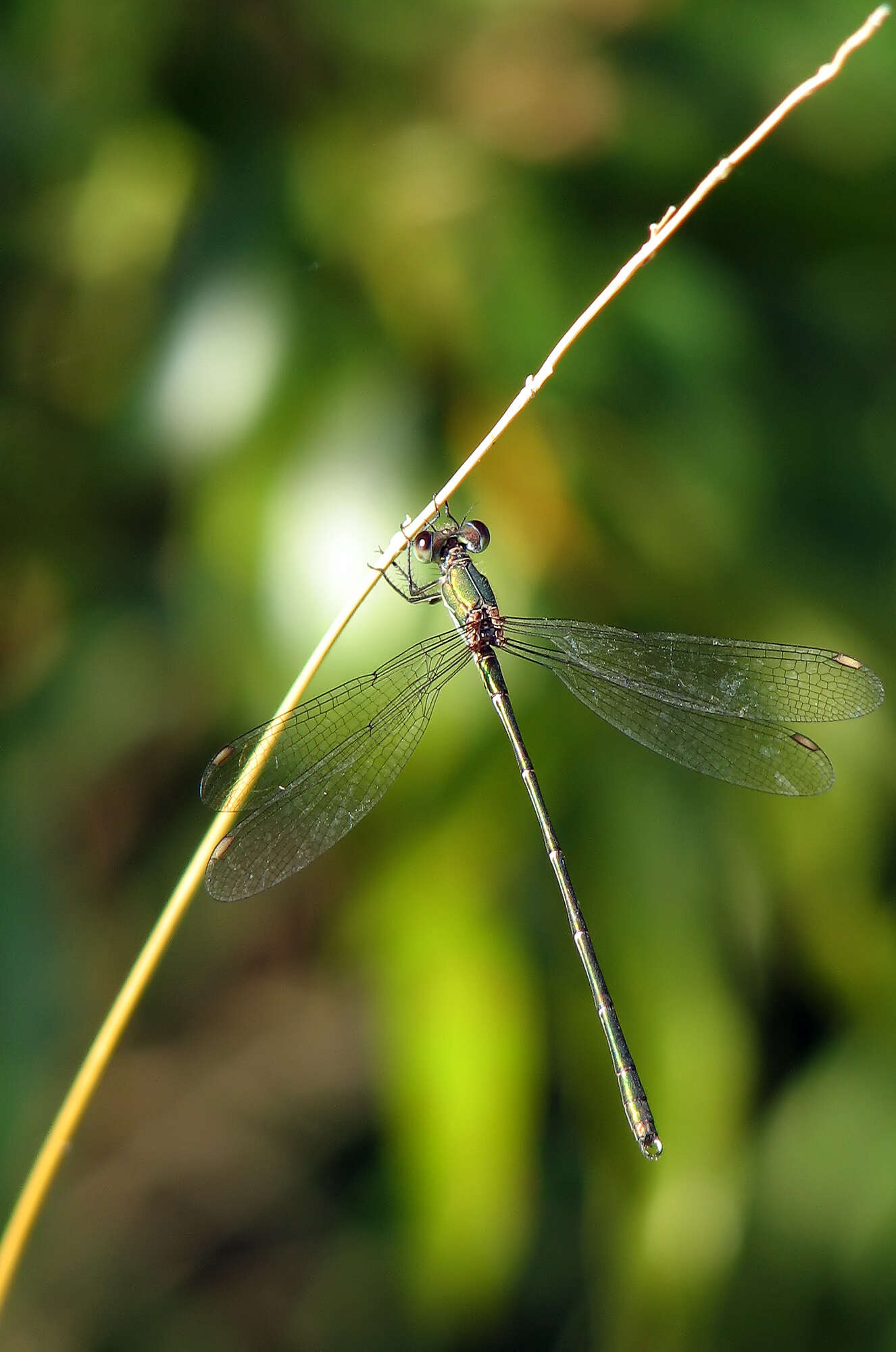 Image of Chalcolestes Kennedy 1920