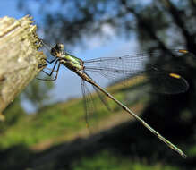 Image of Chalcolestes Kennedy 1920