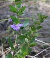 Слика од Scaevola platyphylla Lindl.