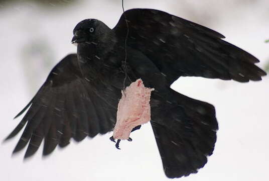 Image of Eurasian Jackdaw