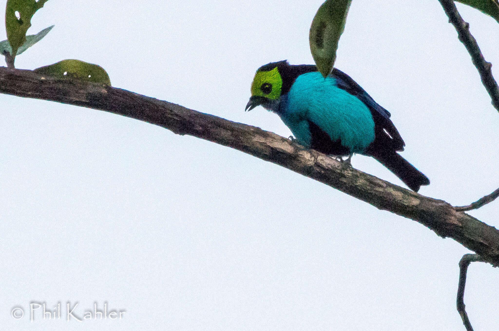 Image of Paradise Tanager