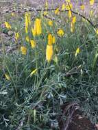 Imagem de Eschscholzia papastillii Still