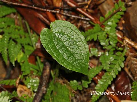 Слика од Smilax riparia A. DC.