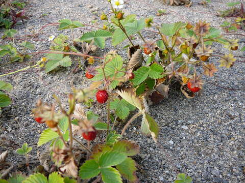 Image of woodland strawberry