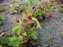 Image of woodland strawberry