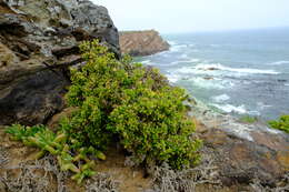 Image of Delosperma crassum L. Bol.