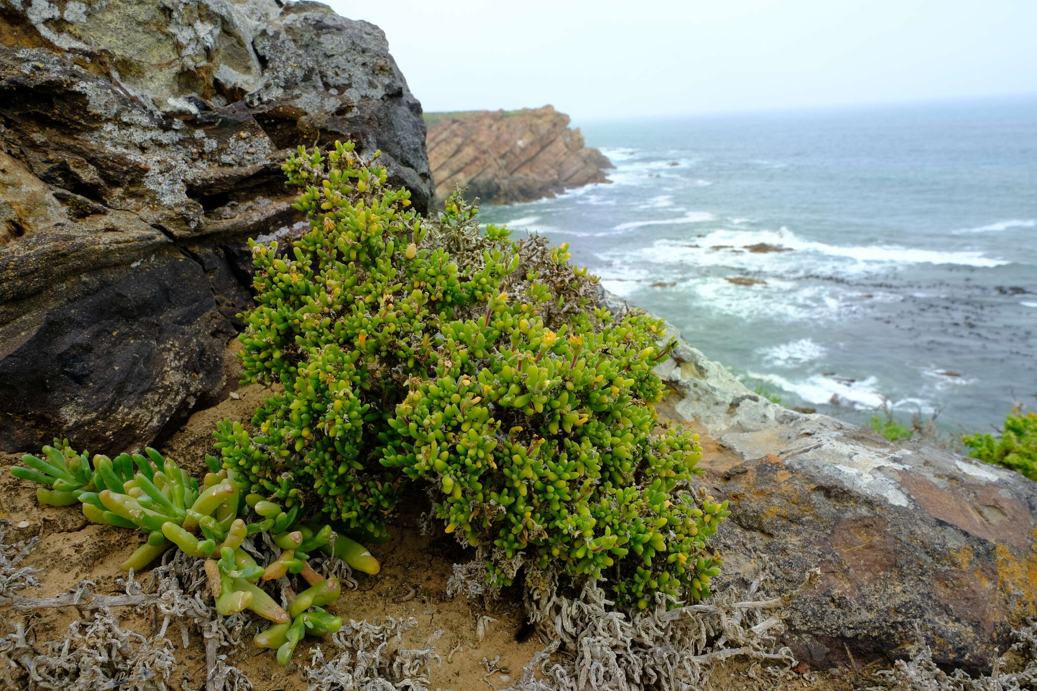 Imagem de Delosperma crassum L. Bol.