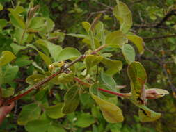 Image of Lonicera caerulea subsp. baltica (Pojark.) N. N. Tzvelev