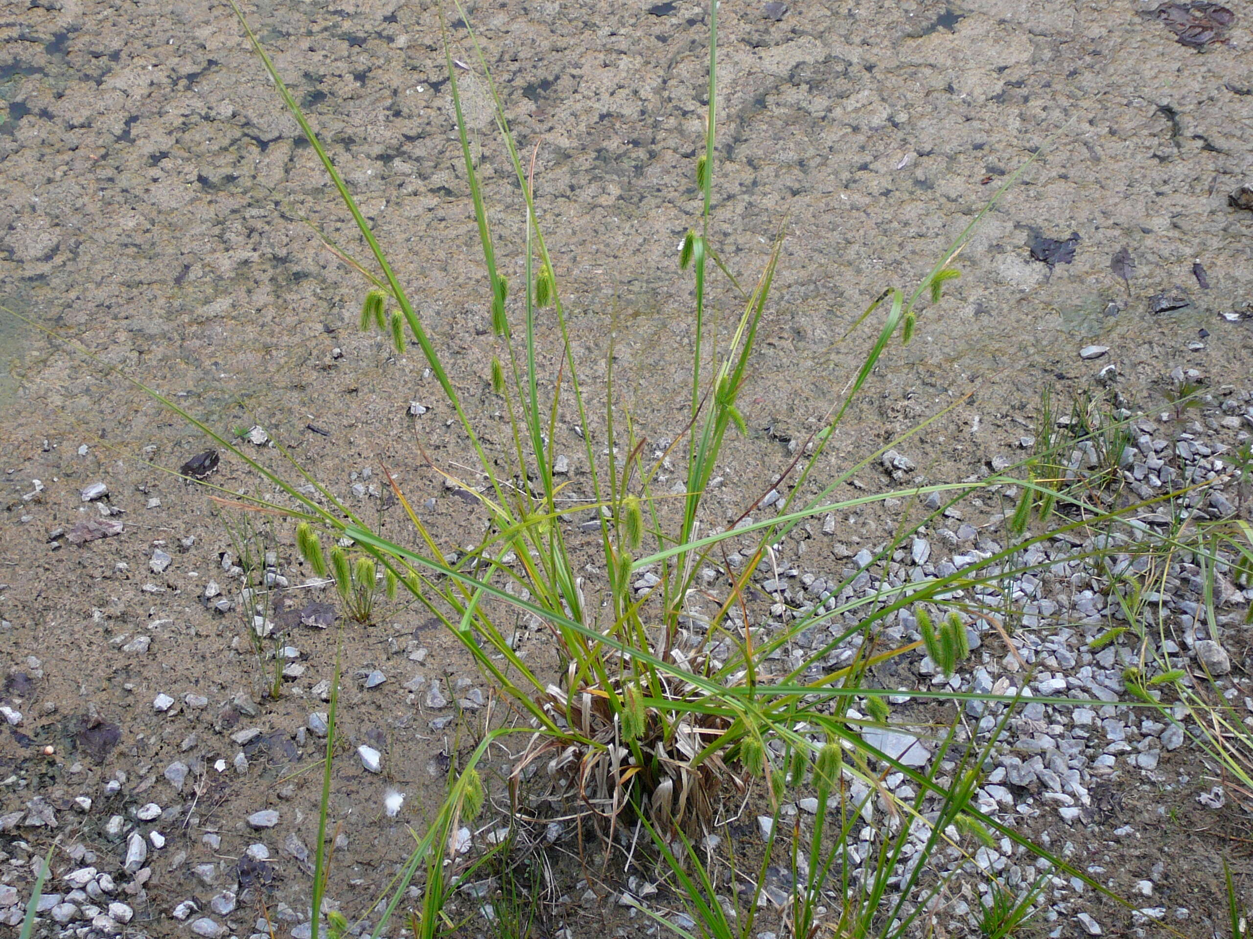 Image of Cyperus Sedge