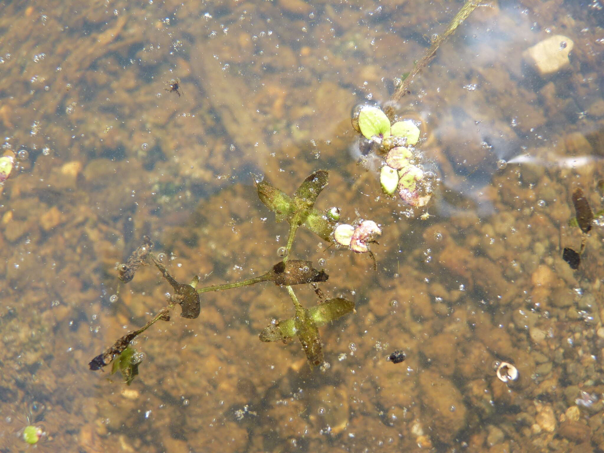 Image of Duckweed