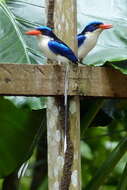 Image of Common Paradise Kingfisher