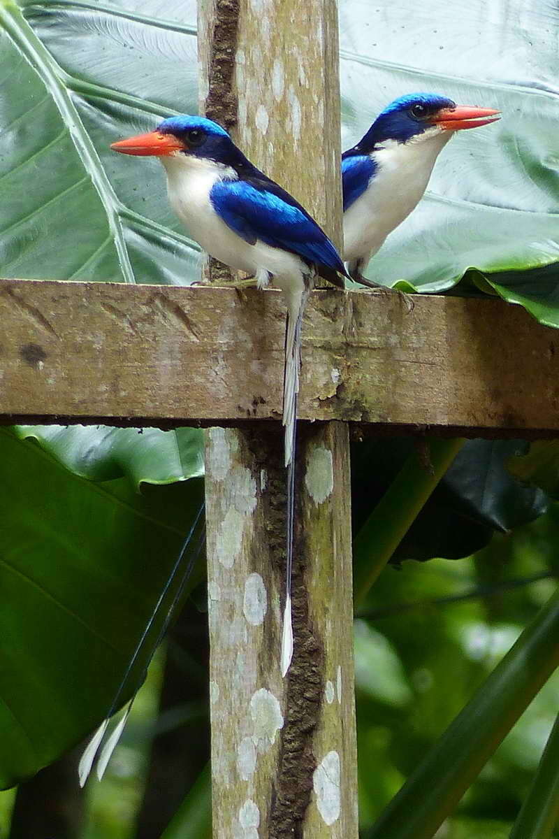 Image of Common Paradise Kingfisher