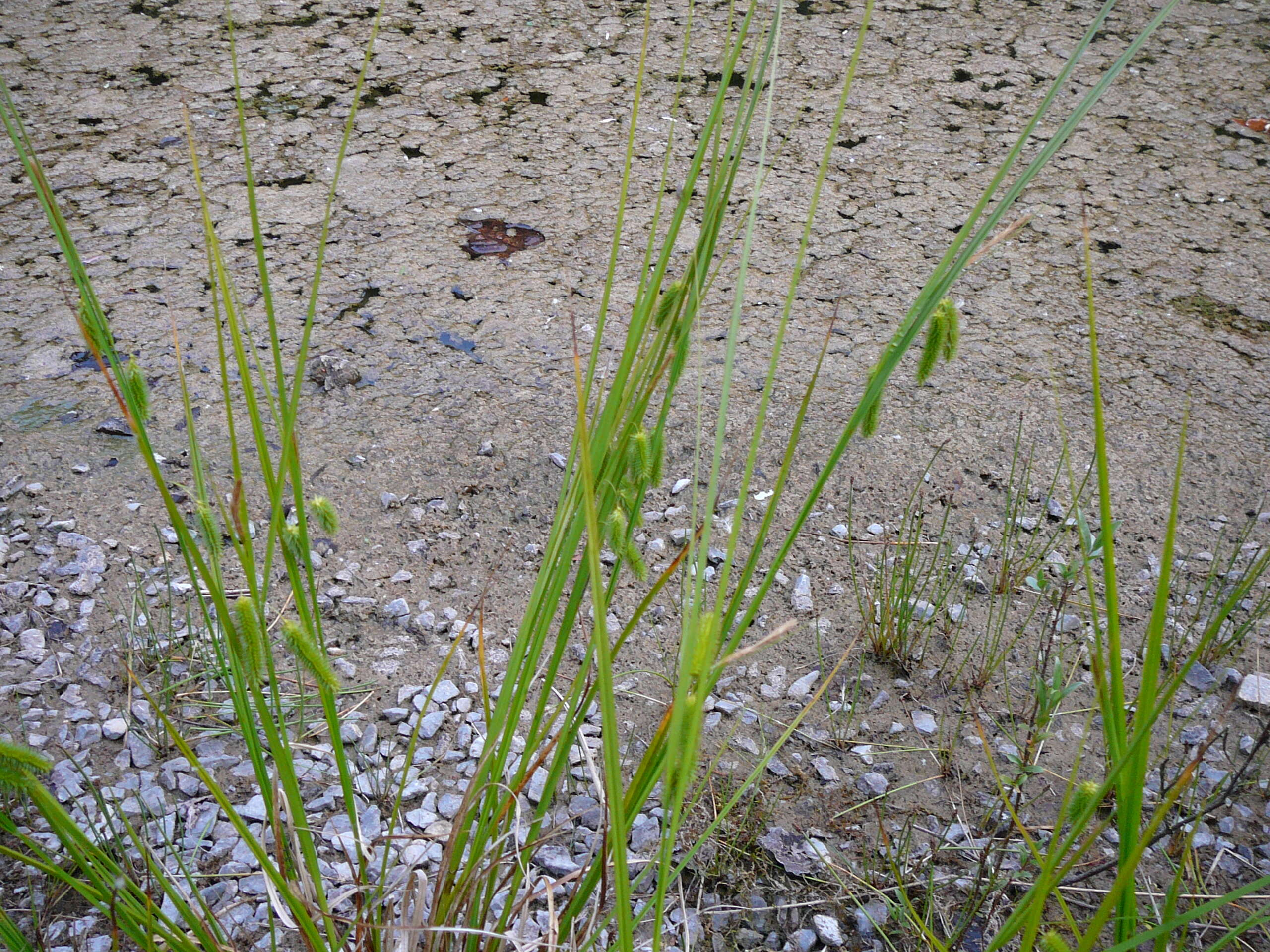 Image of Cyperus Sedge