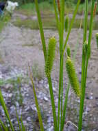 Image of Cyperus Sedge