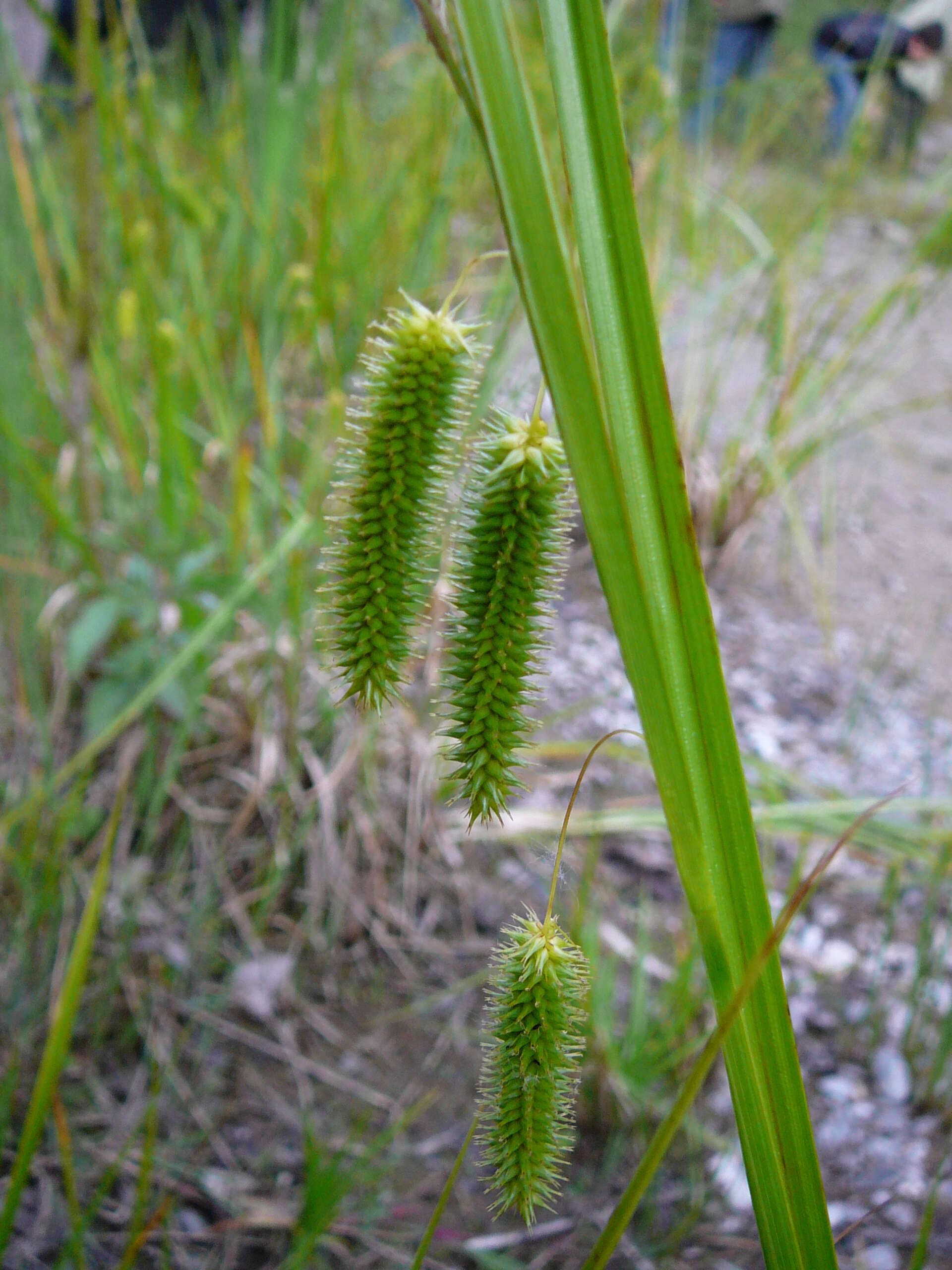 Image of Cyperus Sedge