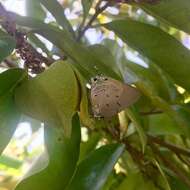 Image of Aquamarine Hairstreak