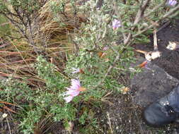 Image of Diplostephium oblanceolatum S. F. Blake