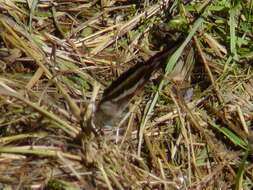 Image of purple emperor