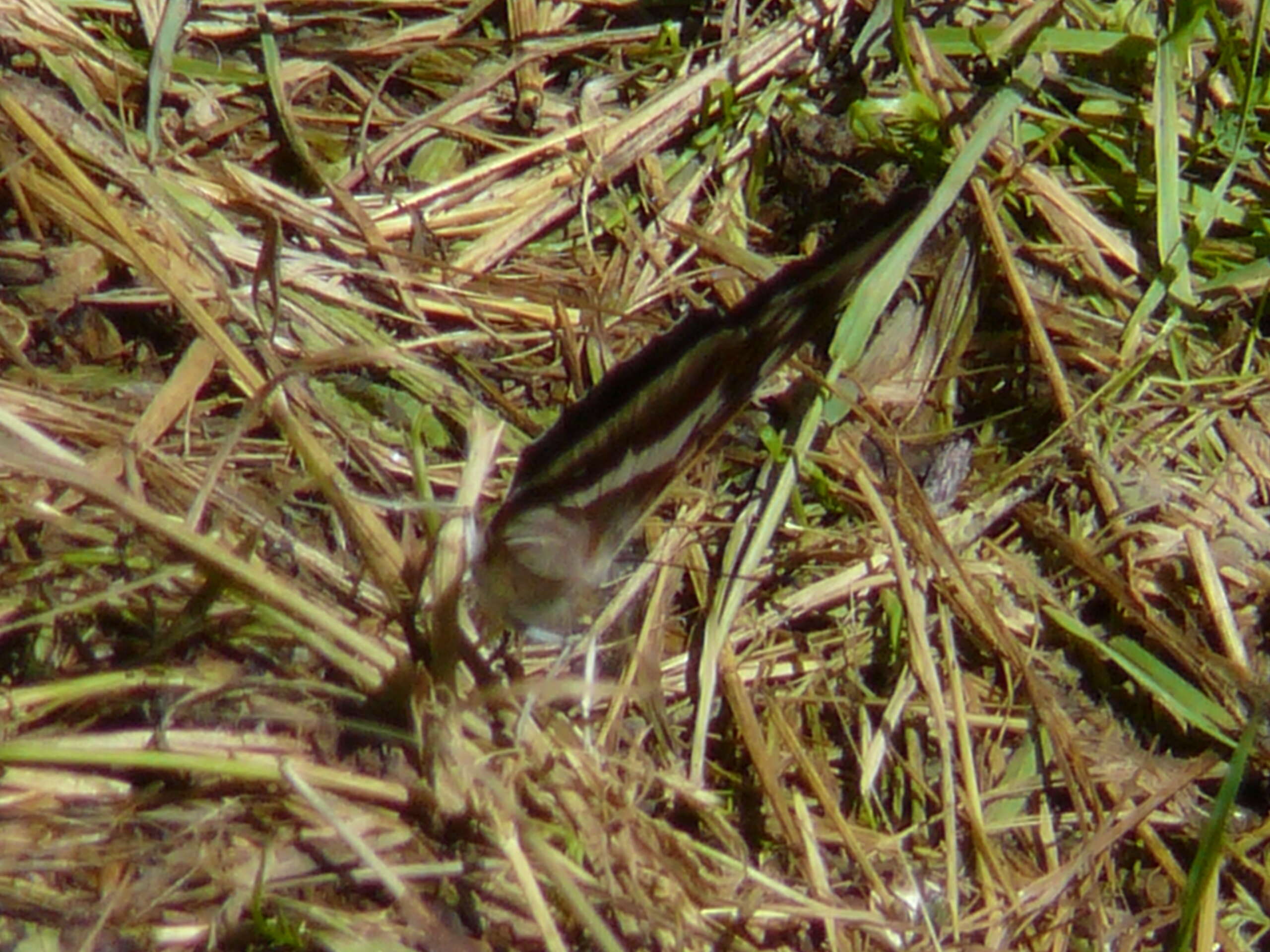 Image of purple emperor