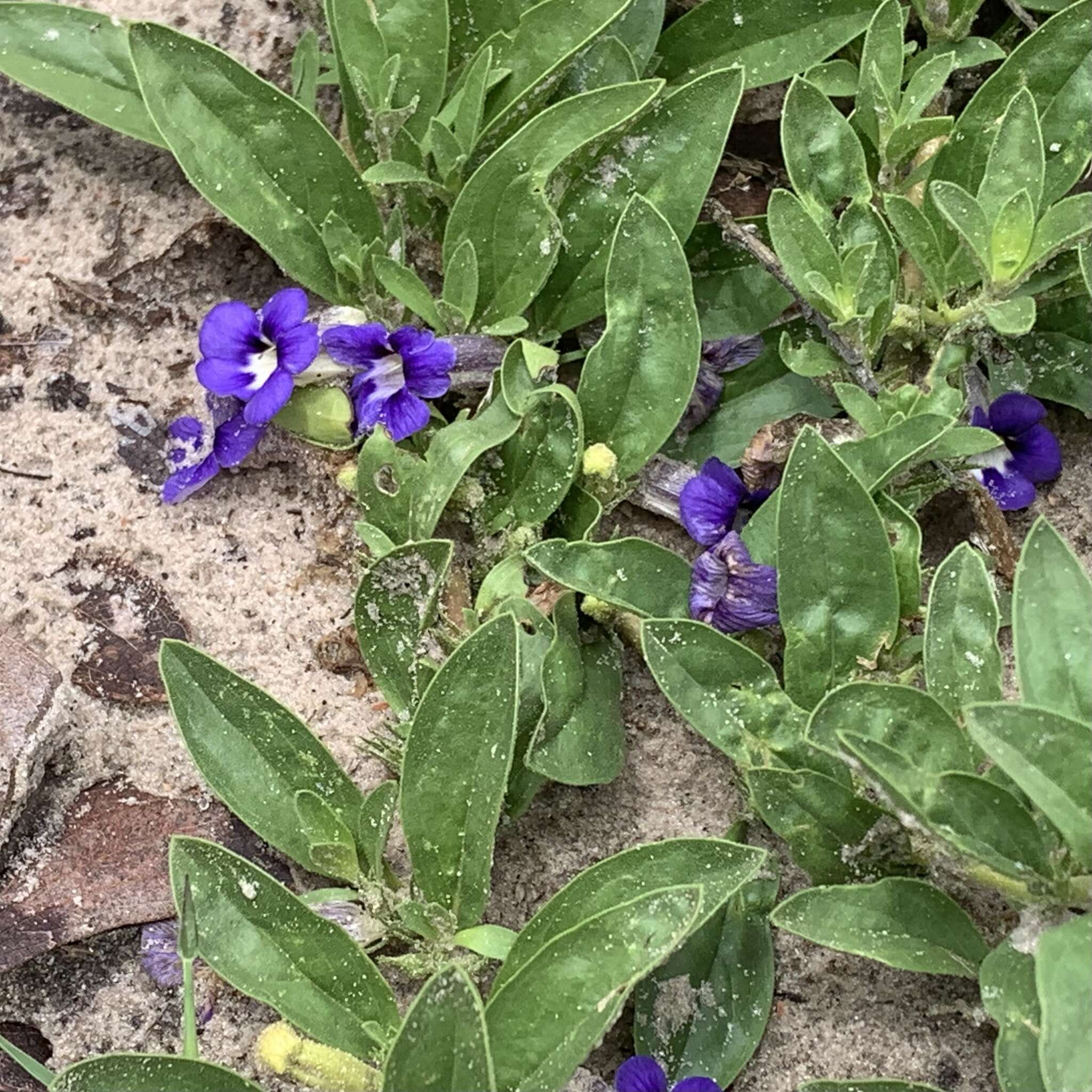 Image of Aptosimum decumbens Schinz