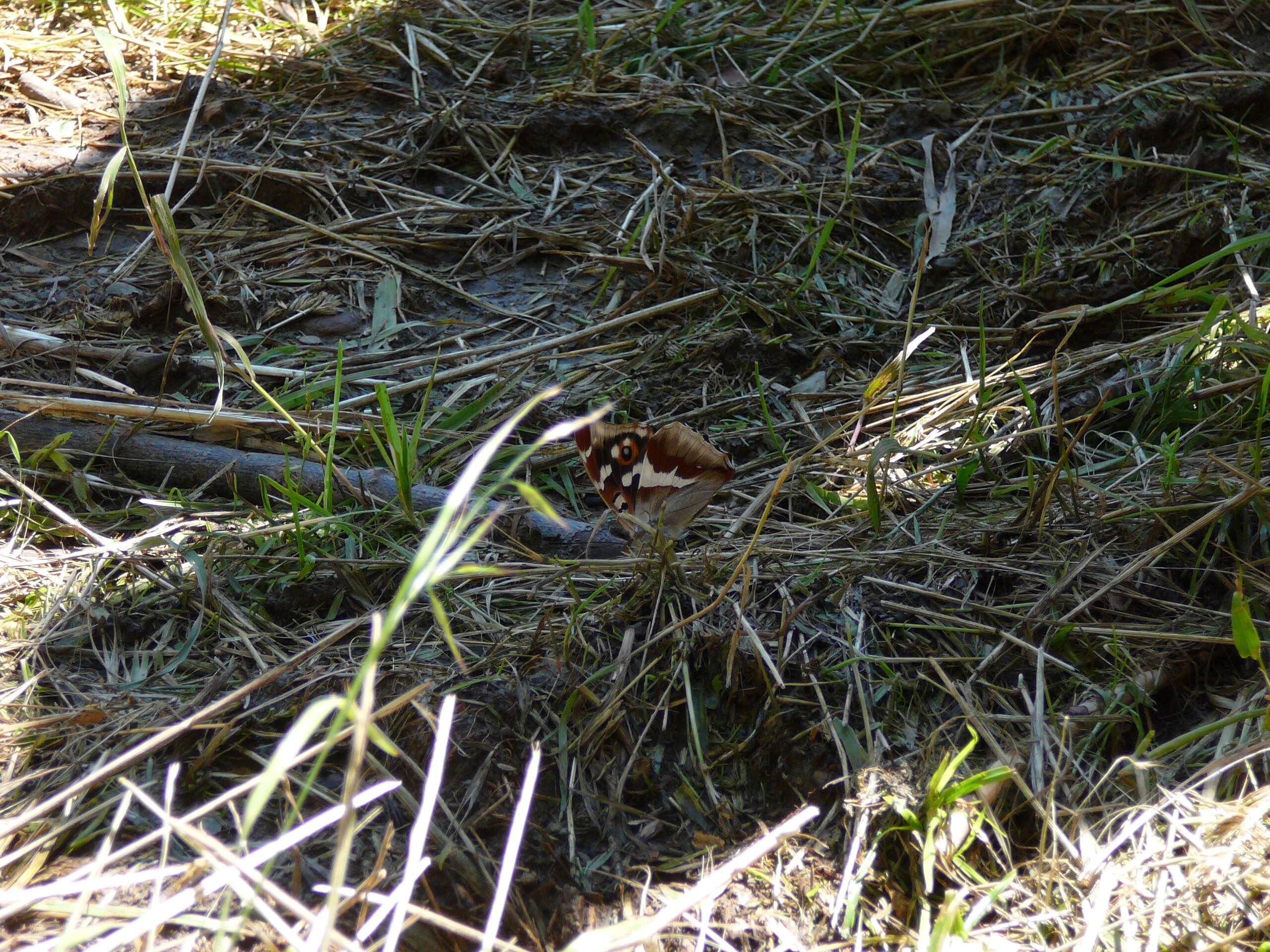 Image of purple emperor