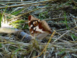 Imagem de Apatura iris Linnaeus 1758