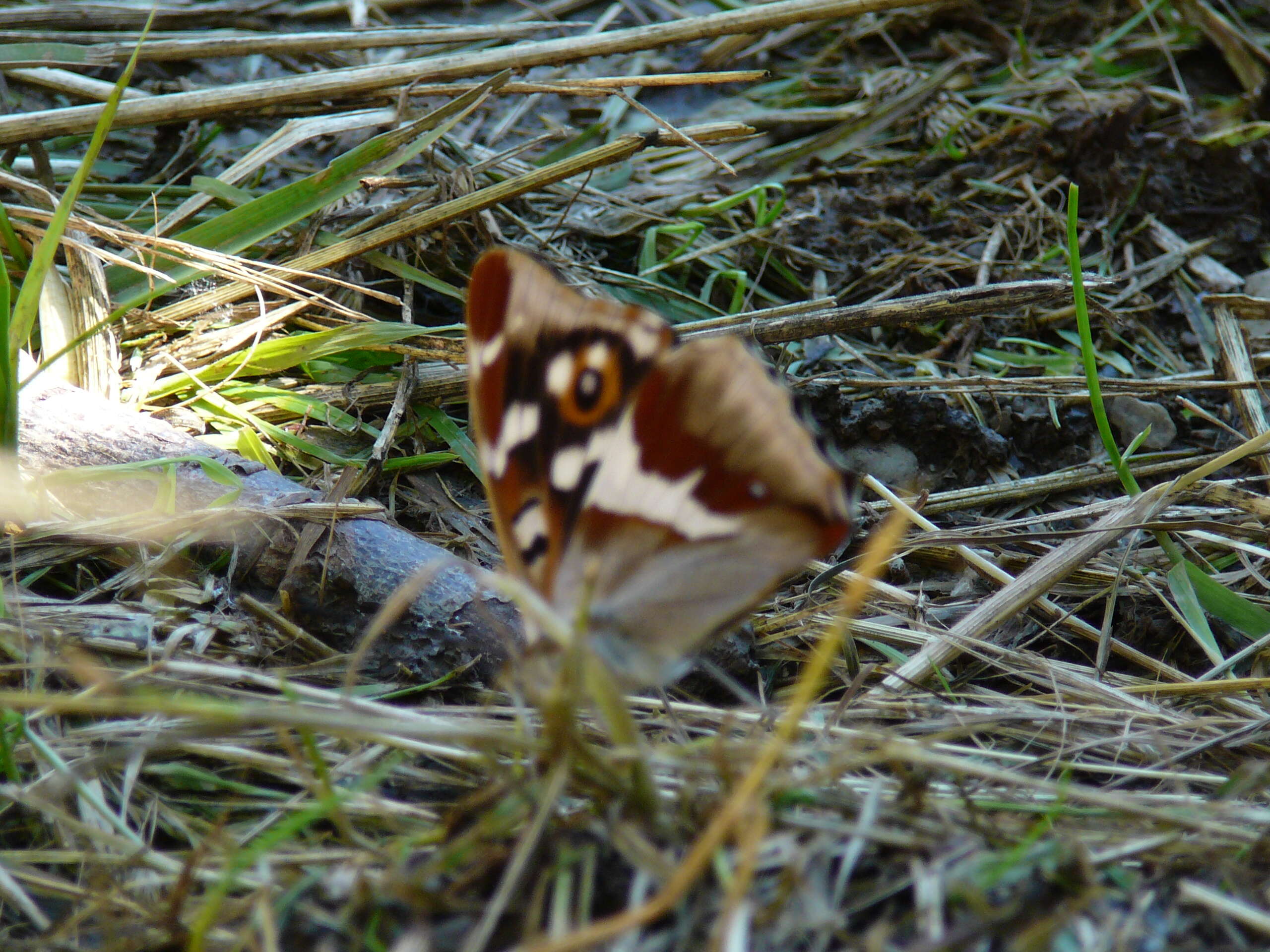 Imagem de Apatura iris Linnaeus 1758