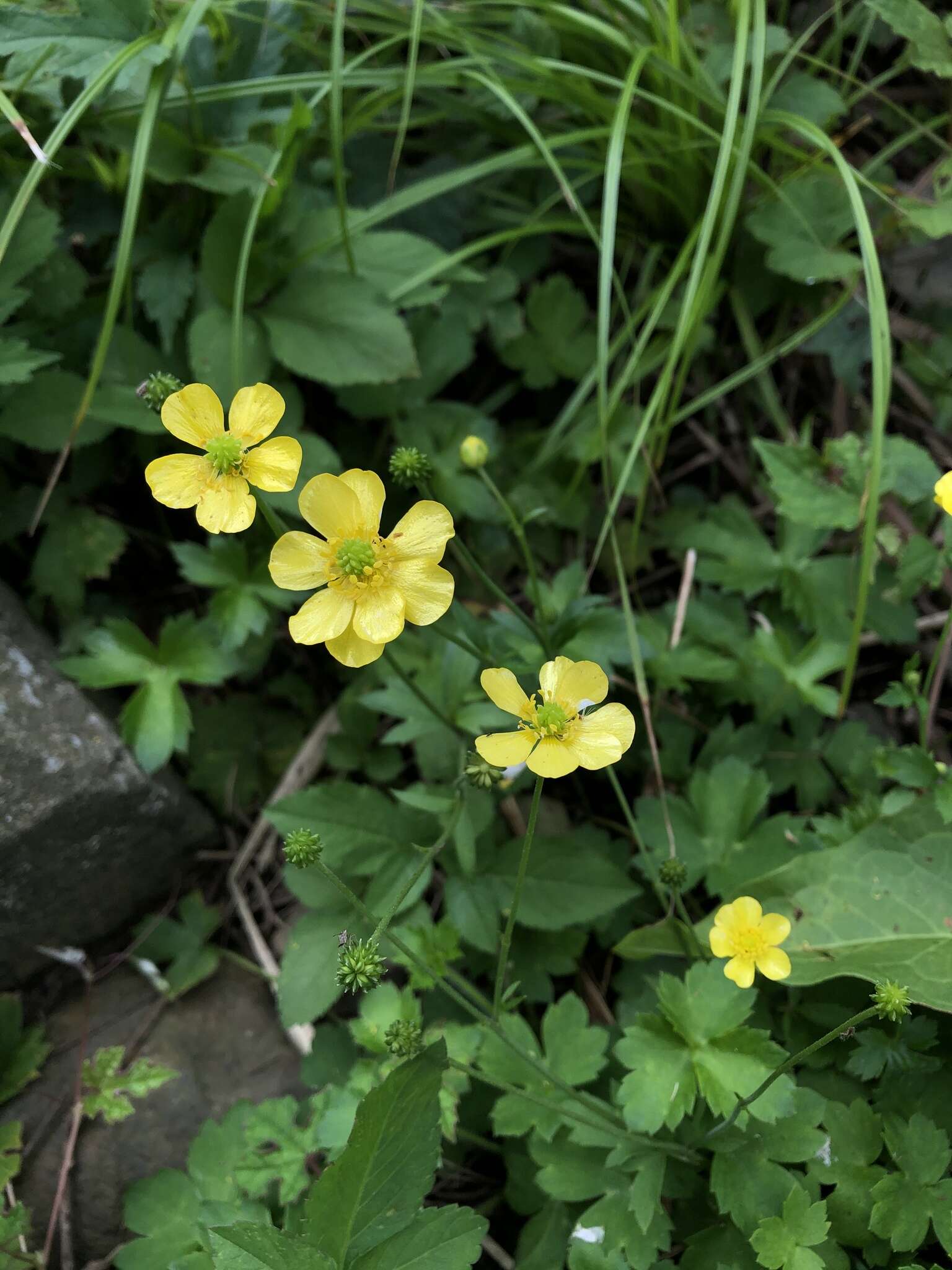 صورة Ranunculus japonicus Thunb.