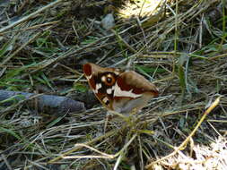 Image of purple emperor