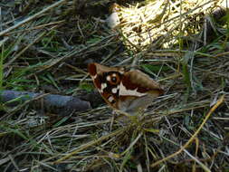 Image of purple emperor