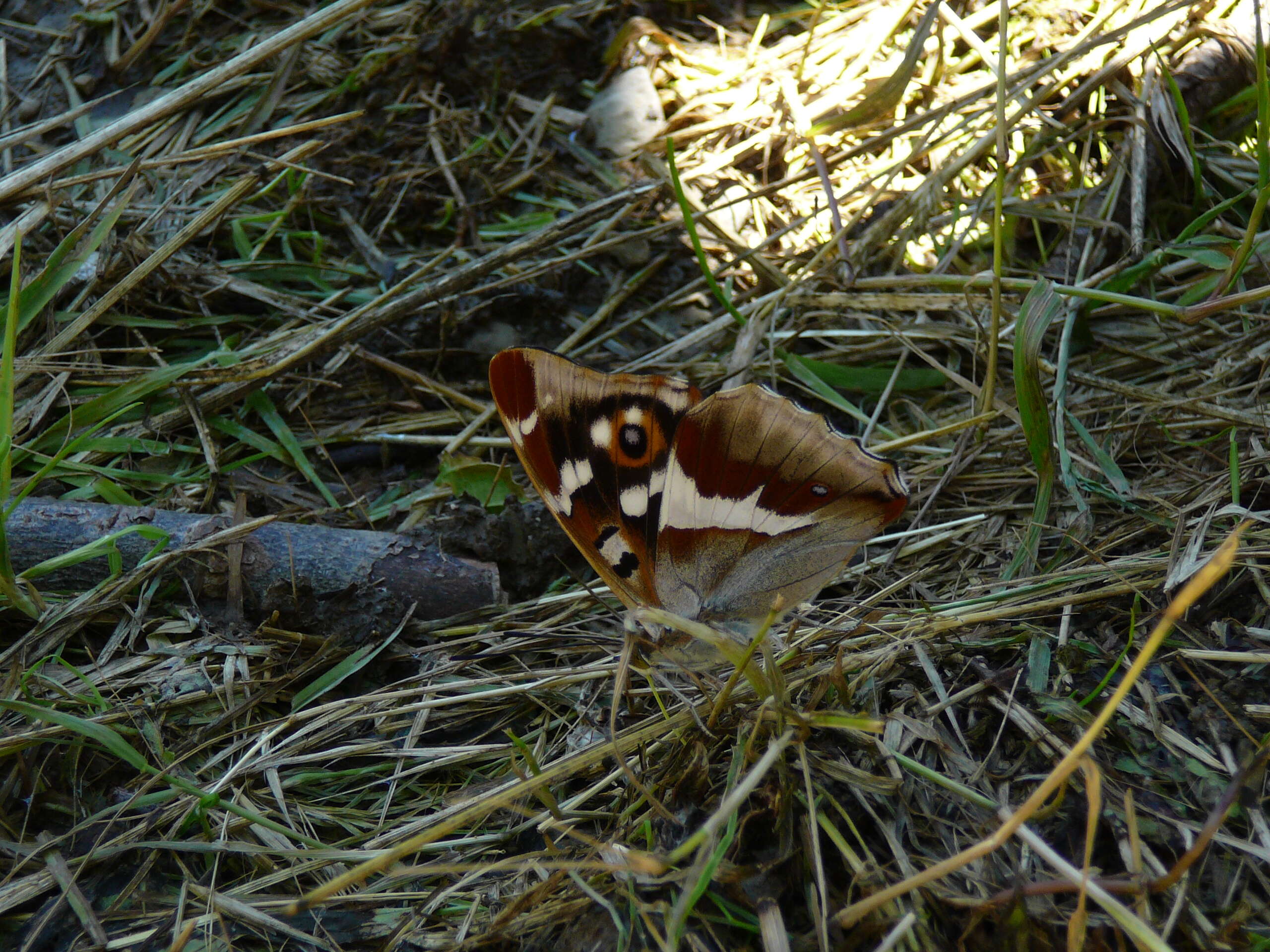 Image of purple emperor