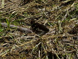 Image of purple emperor