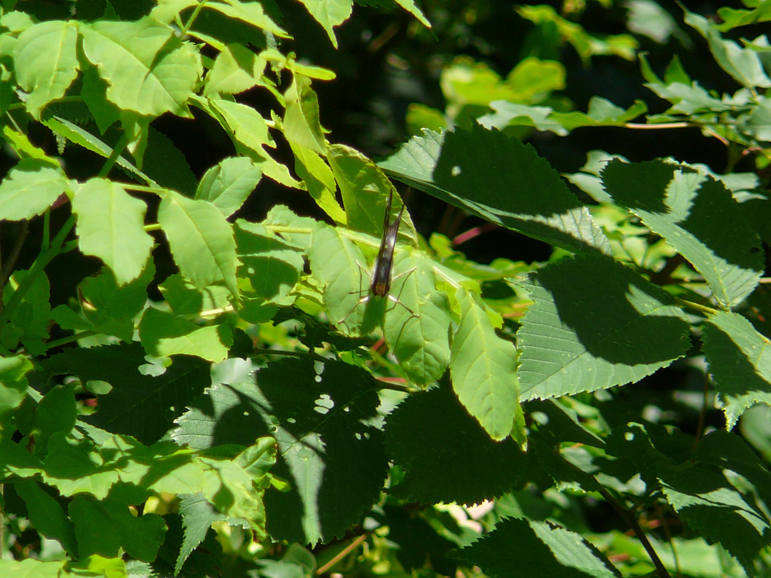 Image of purple emperor