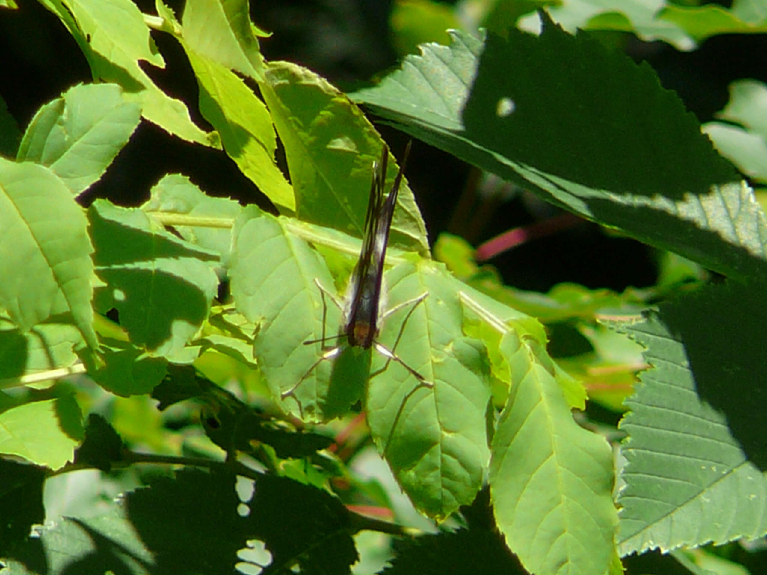 Image of purple emperor