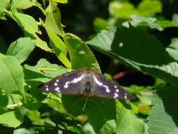 Imagem de Apatura iris Linnaeus 1758