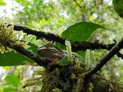 Litoria angiana (Boulenger 1915)的圖片