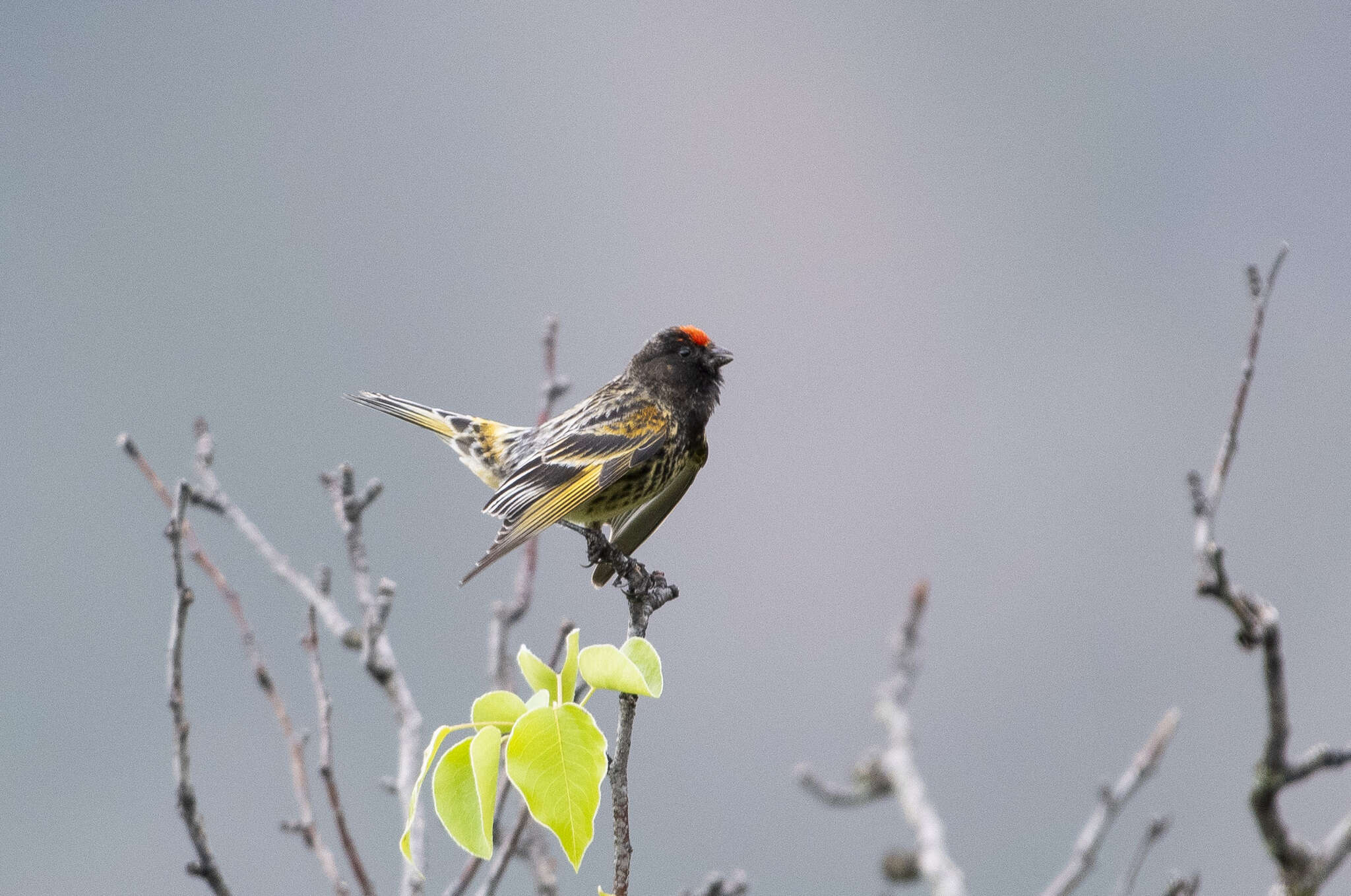 Image of Fire-fronted Serin