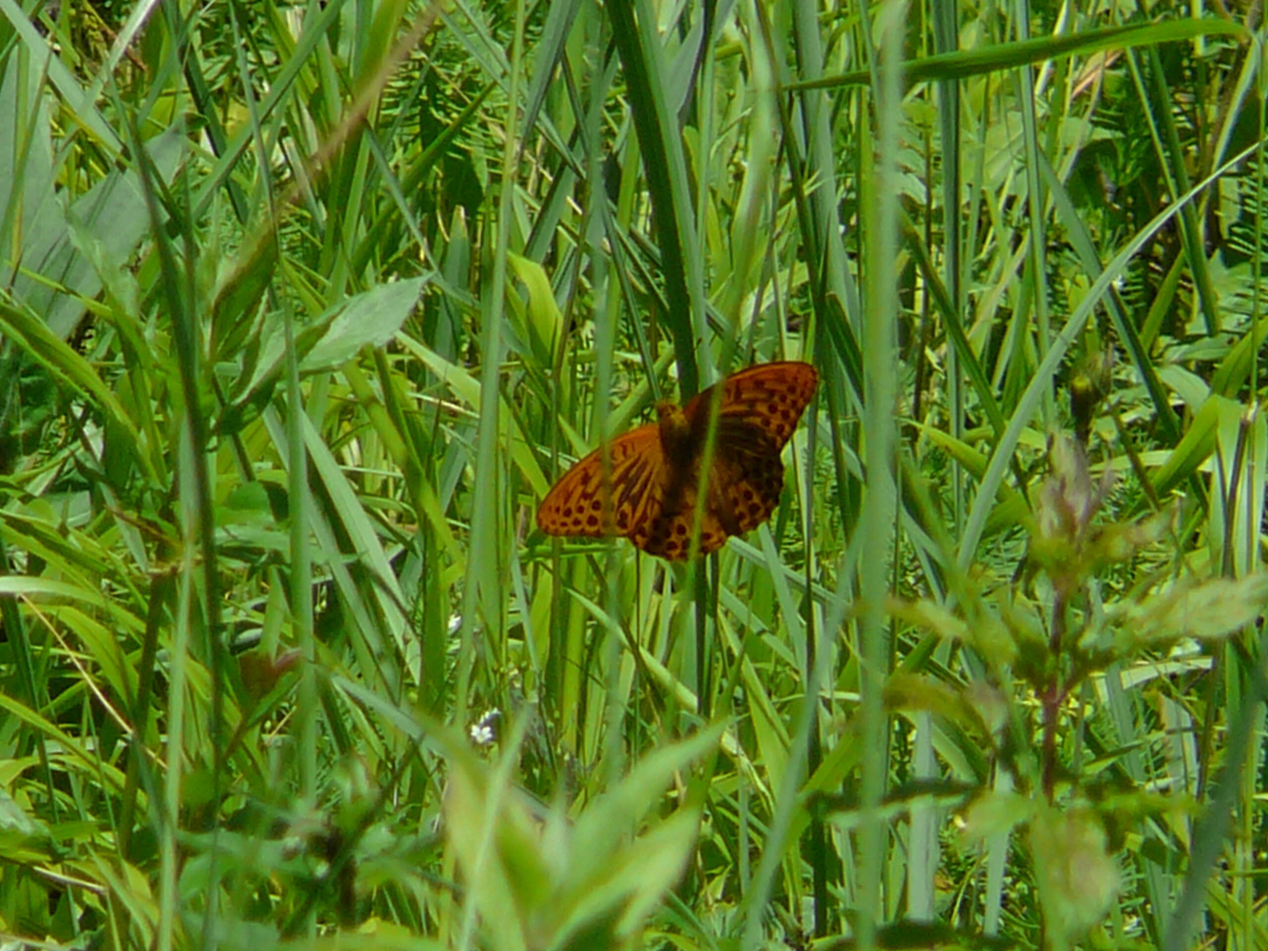 Image of silver-washed fritillary