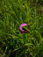 Image of carthusian pink