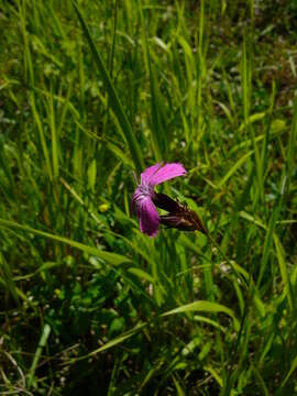 Image of carthusian pink