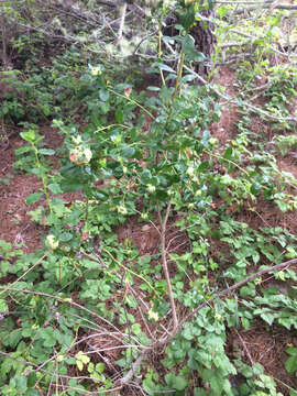 Image of Coyote Brush Bud Gall Midge